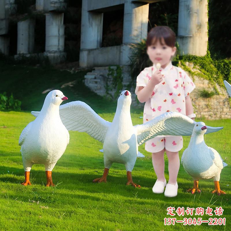 保定和平鸽唤醒内心的宁静
