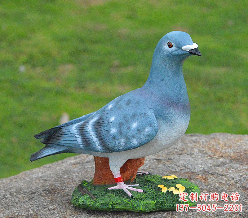 保定和平鸽传承着永恒的爱
