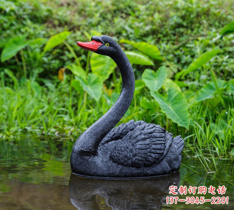 保定黑天鹅婉约鱼尾,完美呈现园林水塘水景