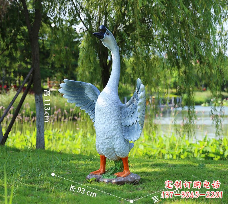 保定站立的灰色展翅天鹅